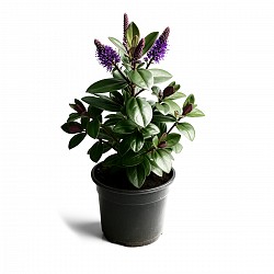VERONICA PLANTA CON MACETA JARDIN