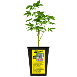 ESQUEJE LOCO YORSH BATEKÚ