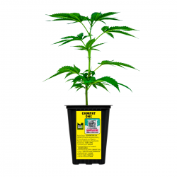ESQUEJE CANNPAT ONE H&Iacute;BRIDA &Iacute;NDICA SATIVA