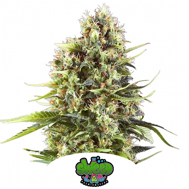 SWEED LAB TROPICANA WFC SEMILLA FEMINIZADA