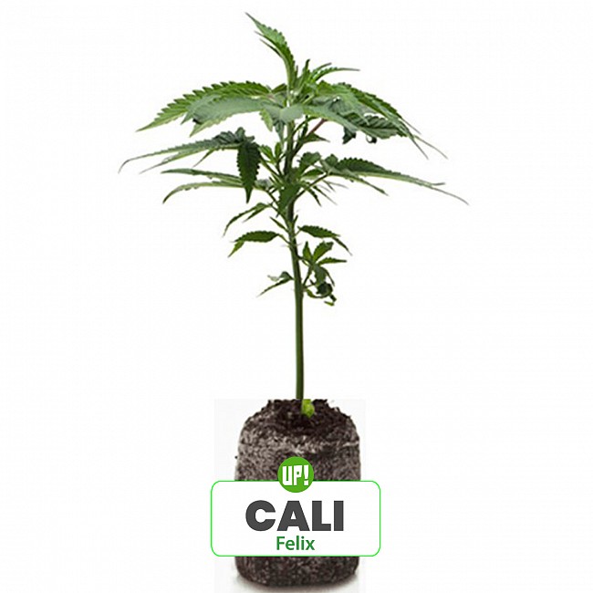 ESQUEJE FELIX PLANTÍN CALI ÍNDICA SATIVA