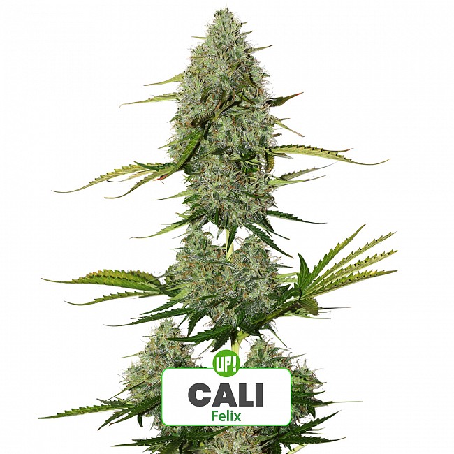 ESQUEJE FELIX PLANTÍN CALI ÍNDICA SATIVA