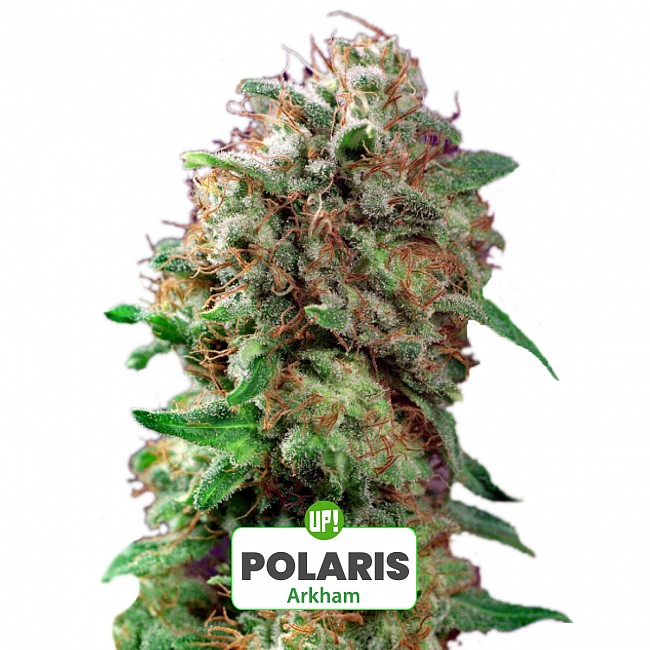ESQUEJE ARKHAM PLANTÍN POLARIS HÍBRIDA ÍNDICA SATIVA