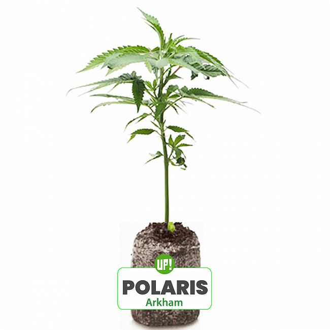ESQUEJE ARKHAM PLANTÍN POLARIS HÍBRIDA ÍNDICA SATIVA