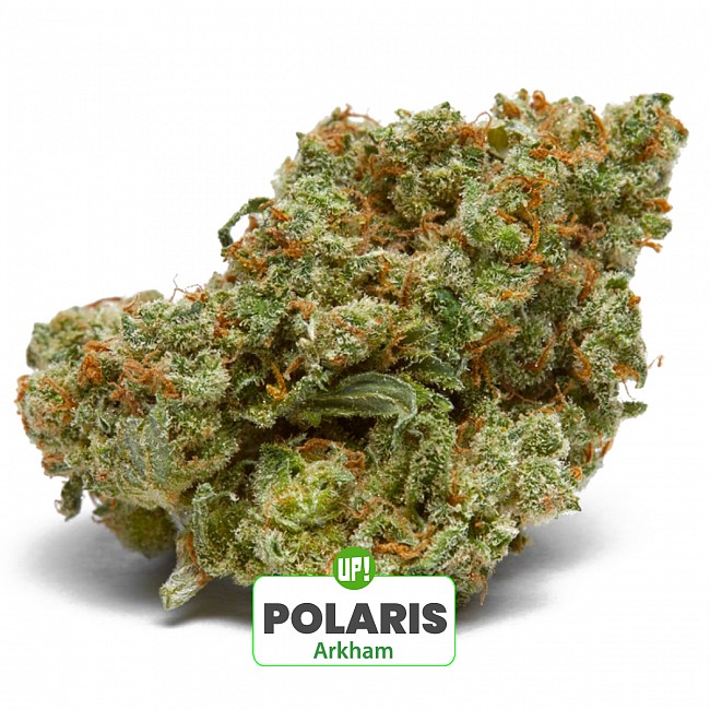 ESQUEJE ARKHAM PLANTÍN POLARIS HÍBRIDA ÍNDICA SATIVA