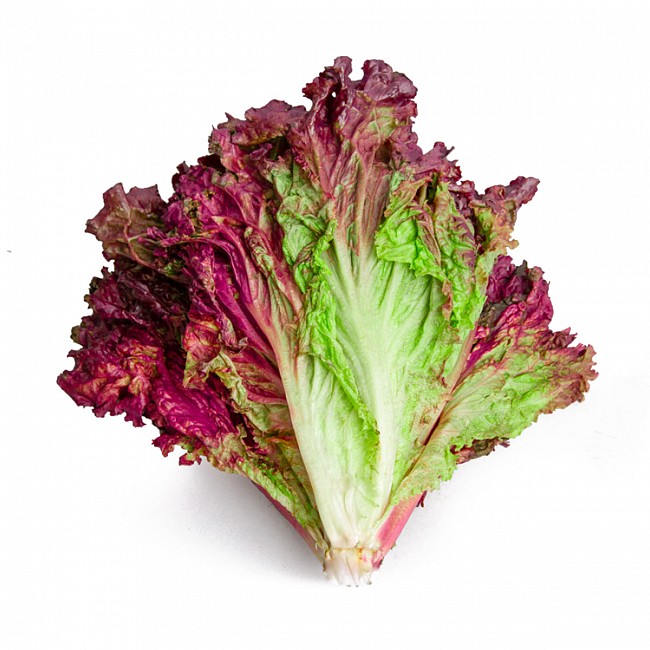 SEMILLAS DE LECHUGA MORADA PARA HUERTA