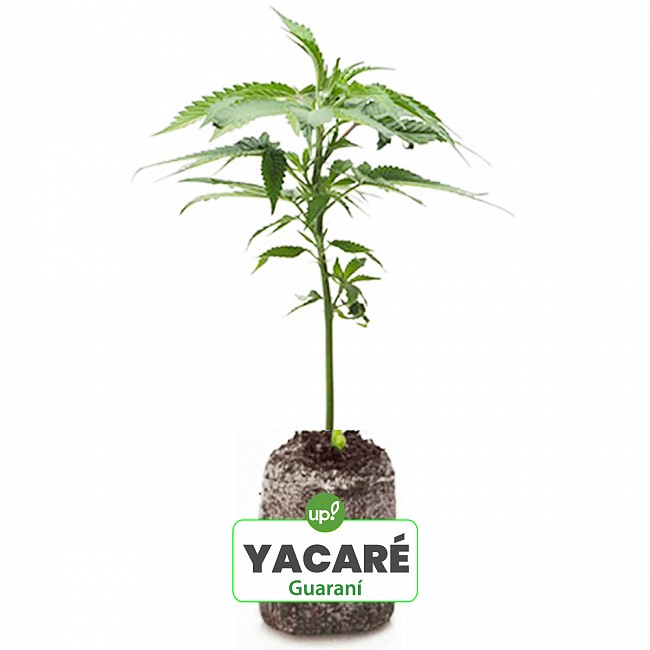 ESQUEJE YACARÉ PLANTÍN GUARANÍ HÍBRIDA SATIVA