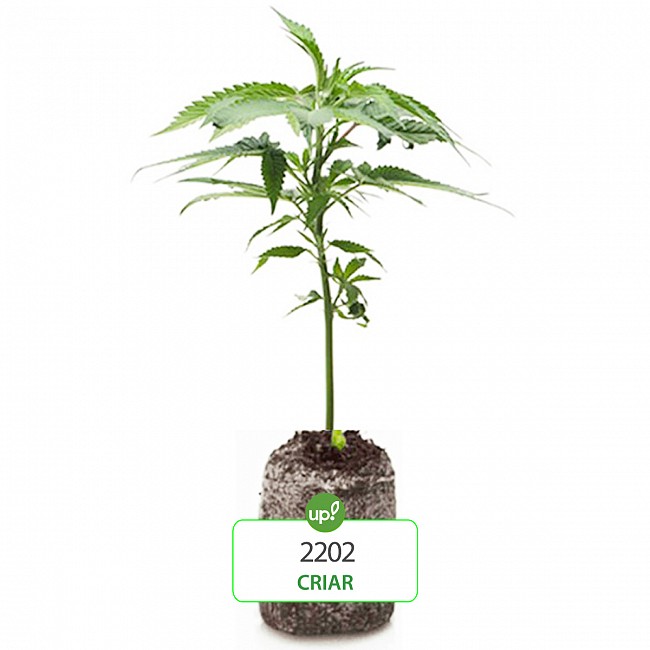 ESQUEJE CRIAR 2202 PLANTÍN HÍBRIDA SATIVA