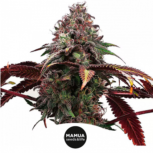 MAMUA SEEDS PHANTOM ICE SEMILLA FEMINIZADA