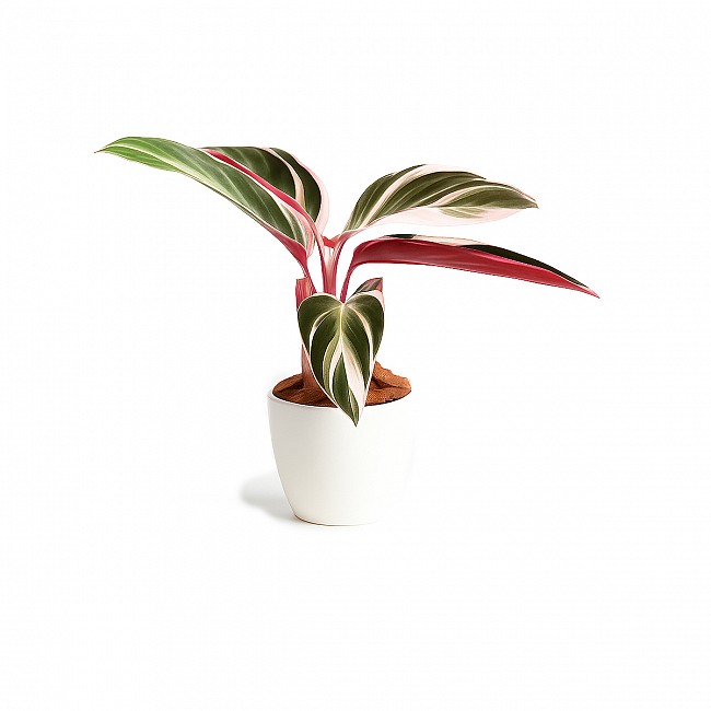 CALATHEA PLANTA CON MACETA INTERIOR