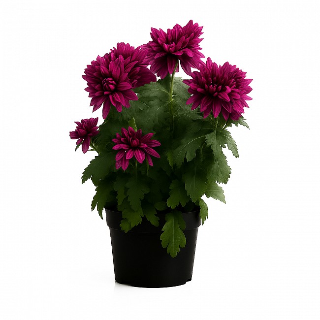CRISANTEMO PLANTA CON MACETA INTERIOR JARDIN