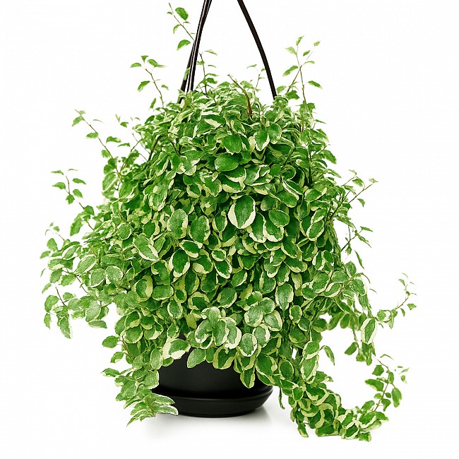 FICUS PUMILA PLANTA CON MACETA INTERIOR JARDIN