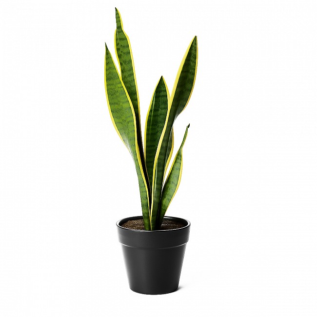 SANSIVERIA PLANTA CON MACETA INTERIOR JARDIN
