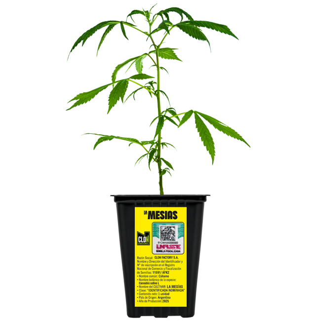 ESQUEJE CANNDI MESÍAS PLANTÍN HÍBRIDA SATIVA