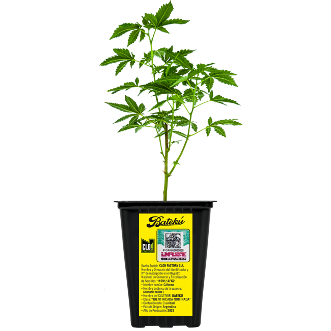 ESQUEJE LOCO YORSH BATEKÚ