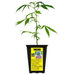 ESQUEJE CANNDI MESÍAS PLANTÍN HÍBRIDA SATIVA ESQUEJE CANNDI MESÍAS PLANTÍN HÍBRIDA SATIVA